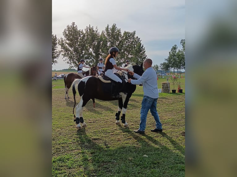 Fler ponnyer/små hästar Valack 10 år 140 cm Pinto in Rechnitz