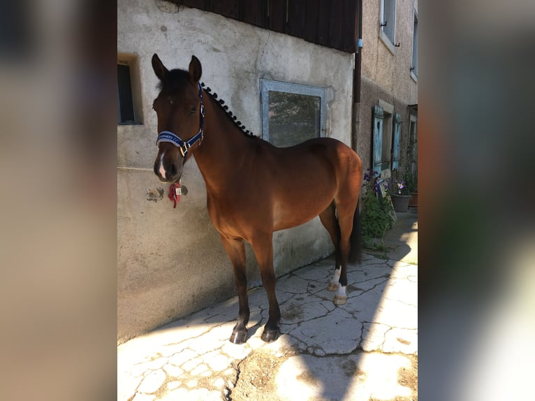 Fler ponnyer/små hästar Valack 10 år 143 cm Brun in Künzelsau