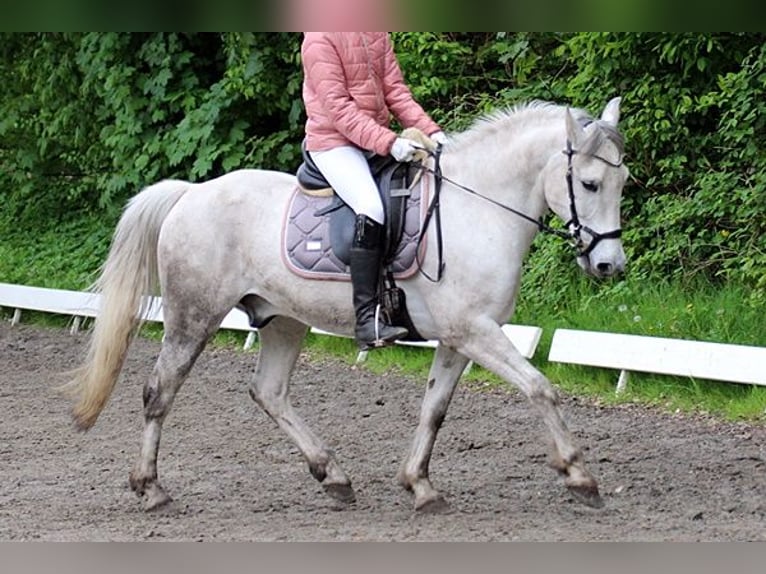 Fler ponnyer/små hästar Valack 10 år 143 cm Grå in Neumünster