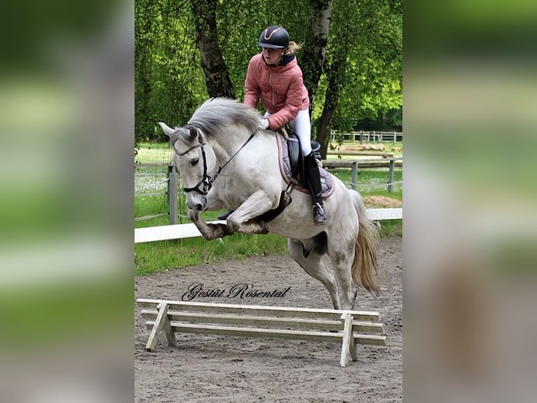 Fler ponnyer/små hästar Valack 10 år 143 cm Grå in Neumünster