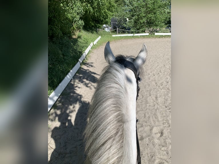 Fler ponnyer/små hästar Valack 10 år 143 cm Grå in Neumünster