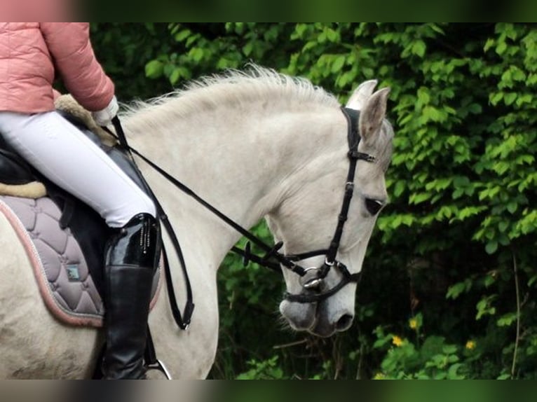 Fler ponnyer/små hästar Valack 10 år 143 cm Grå in Neumünster