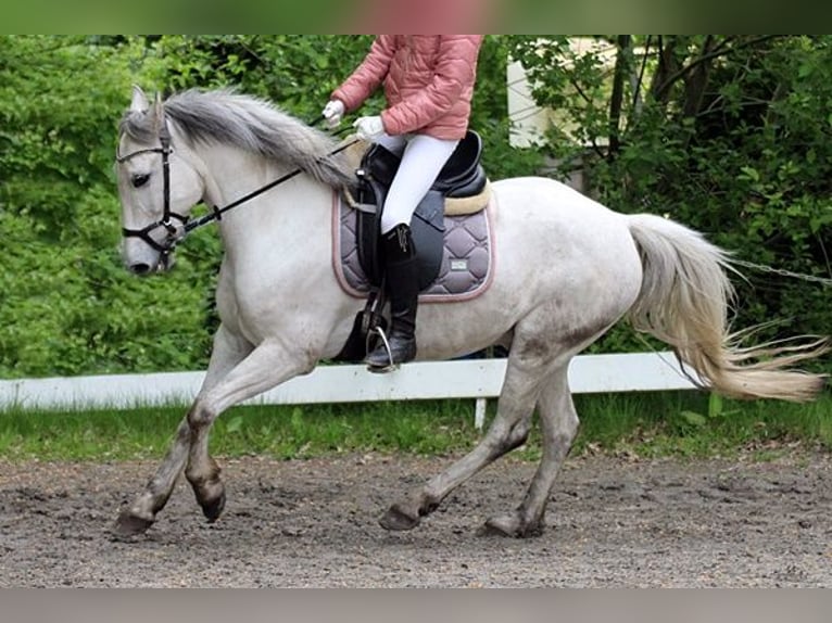 Fler ponnyer/små hästar Valack 10 år 143 cm Grå in Neumünster