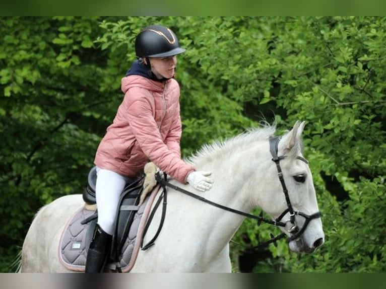 Fler ponnyer/små hästar Valack 10 år 143 cm Grå in Neumünster