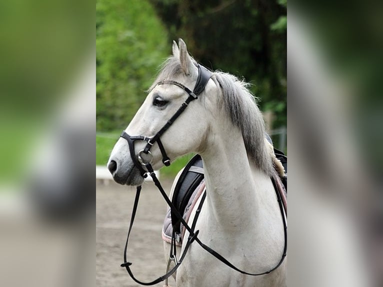 Fler ponnyer/små hästar Valack 10 år 143 cm Grå in Neumünster