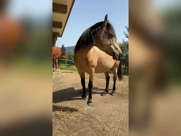 Fler ponnyer/små hästar Blandning Valack 10 år 145 cm Gulbrun in Aigen-Schlägl