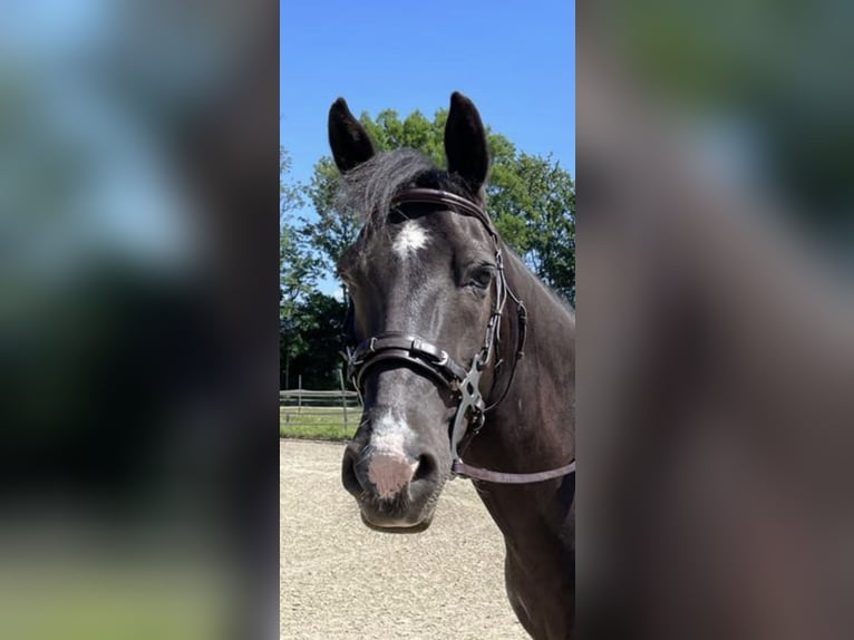 Fler ponnyer/små hästar Valack 10 år 147 cm Svart in Aarberg