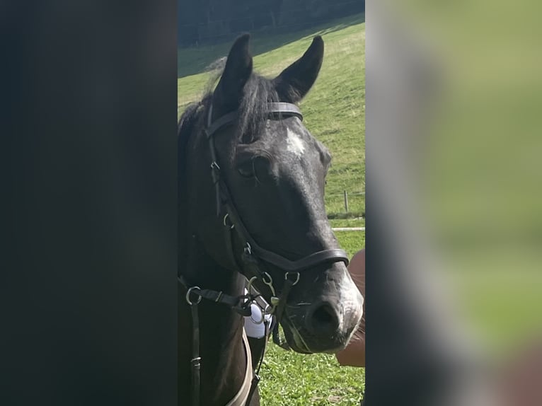 Fler ponnyer/små hästar Valack 10 år 147 cm Svart in Aarberg