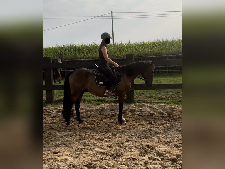 Fler ponnyer/små hästar Blandning Valack 10 år 150 cm Brun in Daleiden