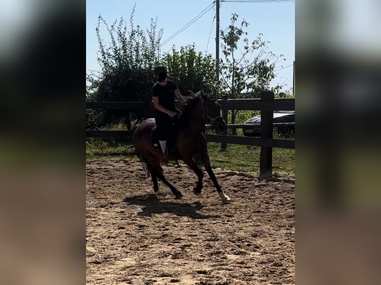 Fler ponnyer/små hästar Blandning Valack 10 år 150 cm Brun in Daleiden