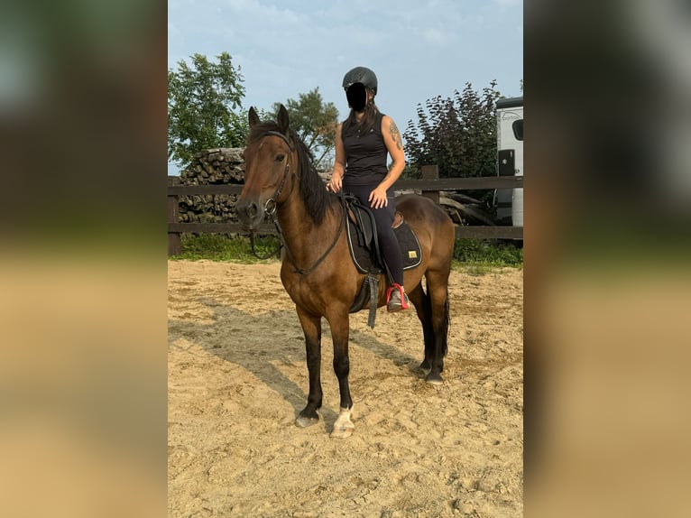 Fler ponnyer/små hästar Blandning Valack 10 år 150 cm Brun in Daleiden