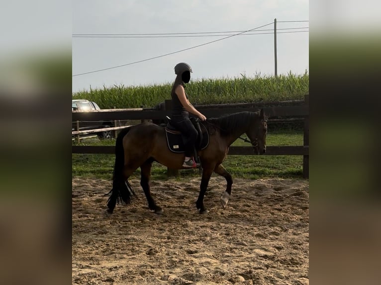 Fler ponnyer/små hästar Blandning Valack 10 år 150 cm Brun in Daleiden