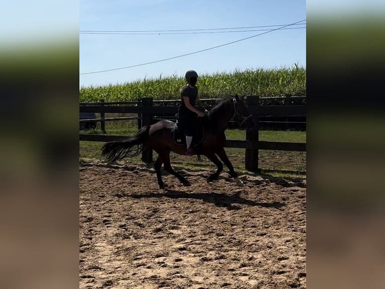 Fler ponnyer/små hästar Blandning Valack 10 år 150 cm Brun in Daleiden