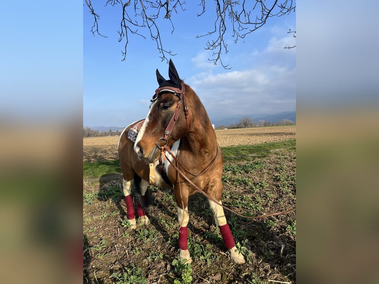 Fler ponnyer/små hästar Blandning Valack 10 år 152 cm Pinto in Buggingen