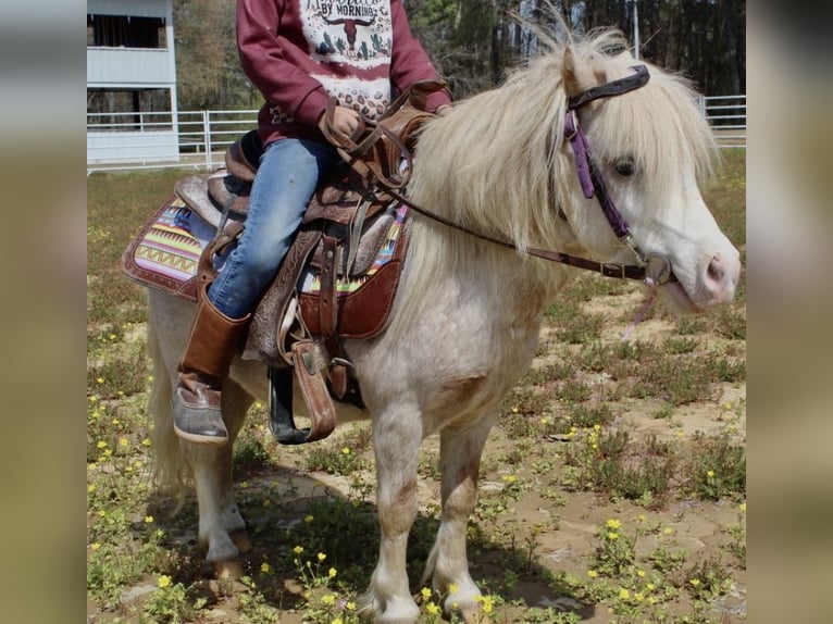 Fler ponnyer/små hästar Valack 10 år 84 cm Rödskimmel in Huntingdon, TN