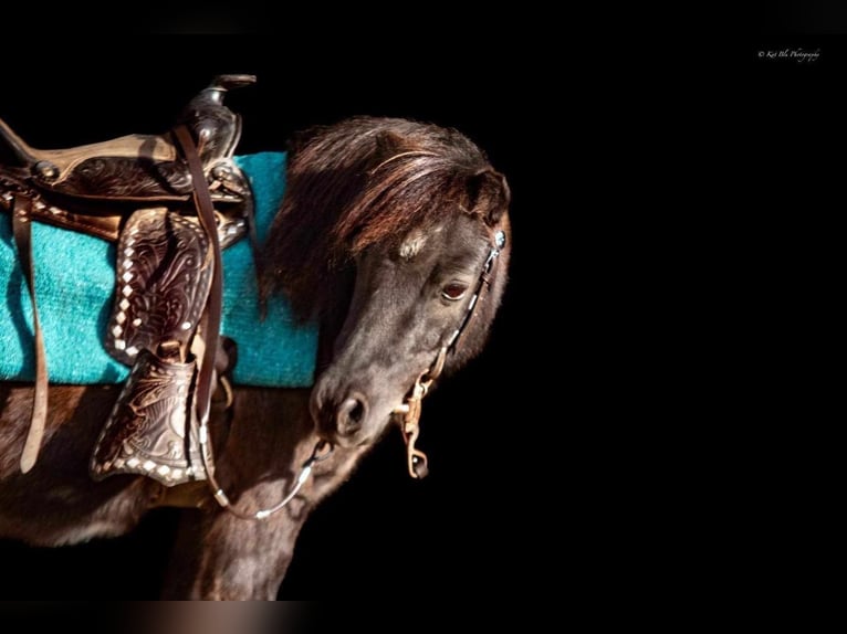 Fler ponnyer/små hästar Valack 10 år 89 cm Konstantskimmel in Buffalo