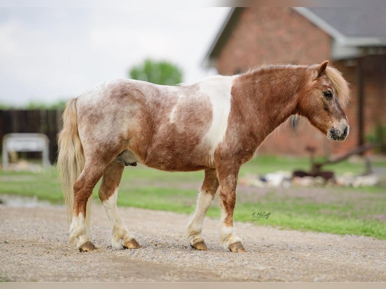 Fler ponnyer/små hästar Valack 10 år 97 cm in Ravenna