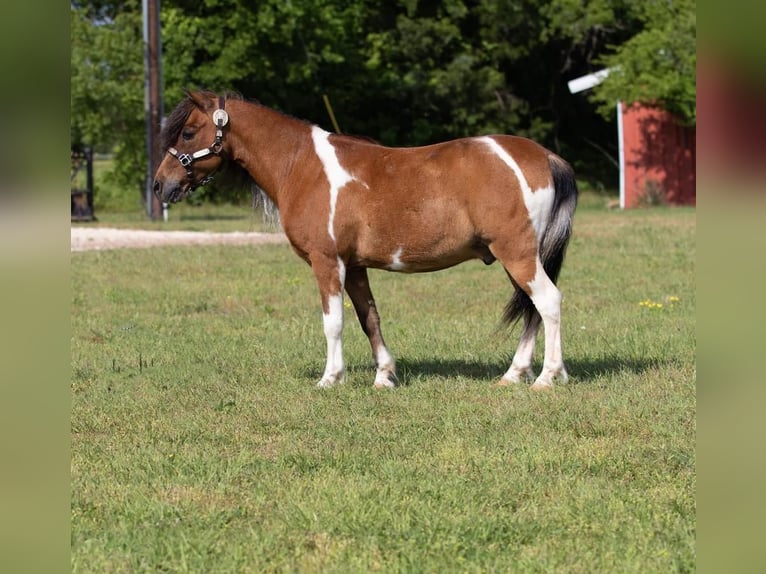 Fler ponnyer/små hästar Valack 10 år Brun in Joshua, TX