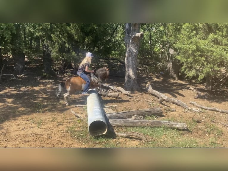 Fler ponnyer/små hästar Valack 10 år Brun in Joshua, TX