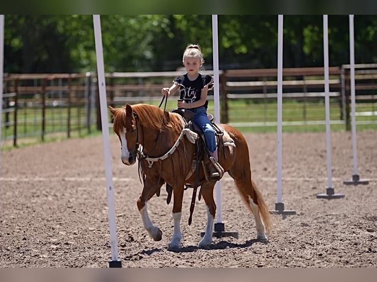 Fler ponnyer/små hästar Valack 10 år Fux in Weatherford, TX