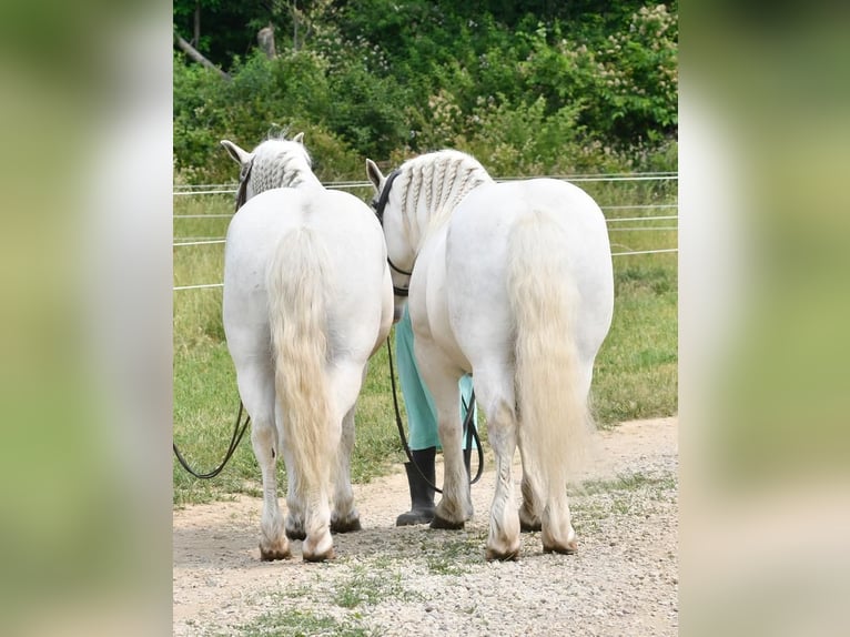 Fler ponnyer/små hästar Valack 10 år Vit in Strasburg, OH