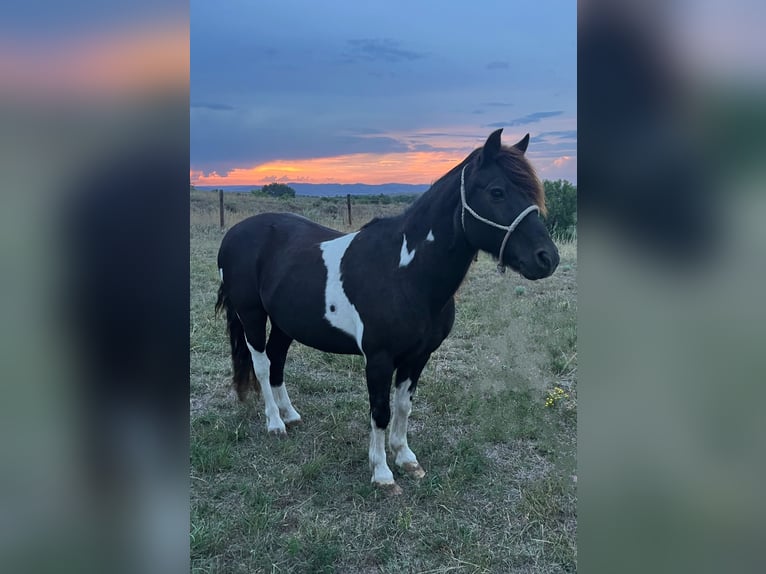 Fler ponnyer/små hästar Valack 11 år 112 cm Pinto in Hot Springs, SD