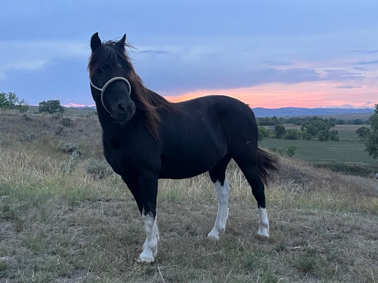 Fler ponnyer/små hästar Valack 11 år 112 cm Pinto in Hot Springs, SD