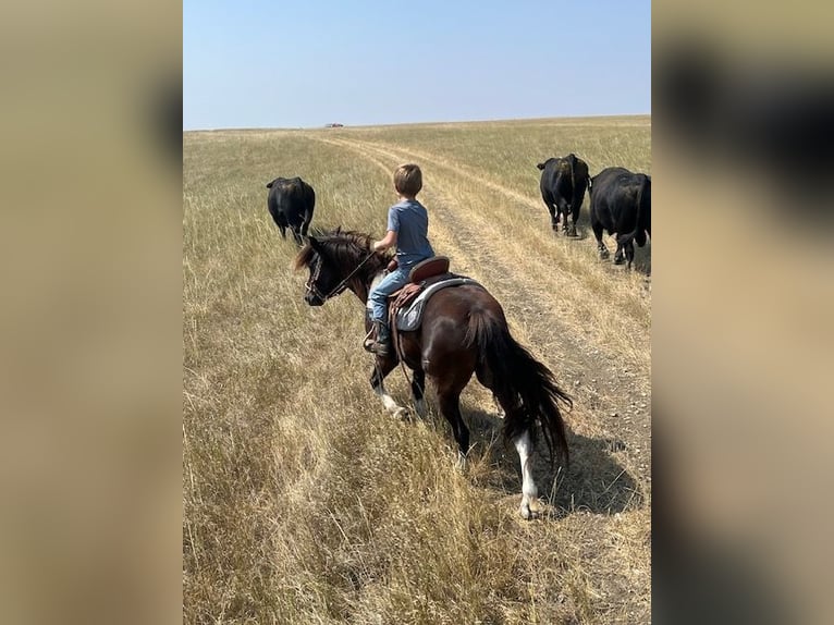 Fler ponnyer/små hästar Valack 11 år 112 cm Pinto in Hot Springs, SD