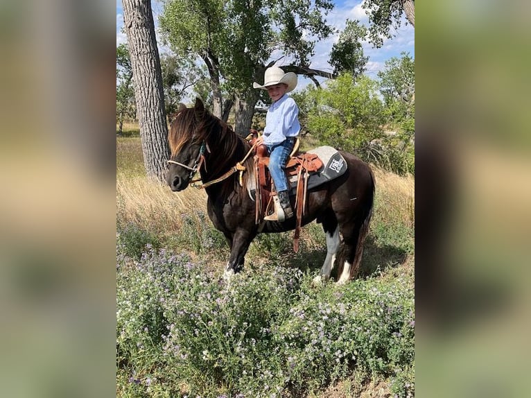 Fler ponnyer/små hästar Valack 11 år 112 cm Pinto in Hot Springs, SD