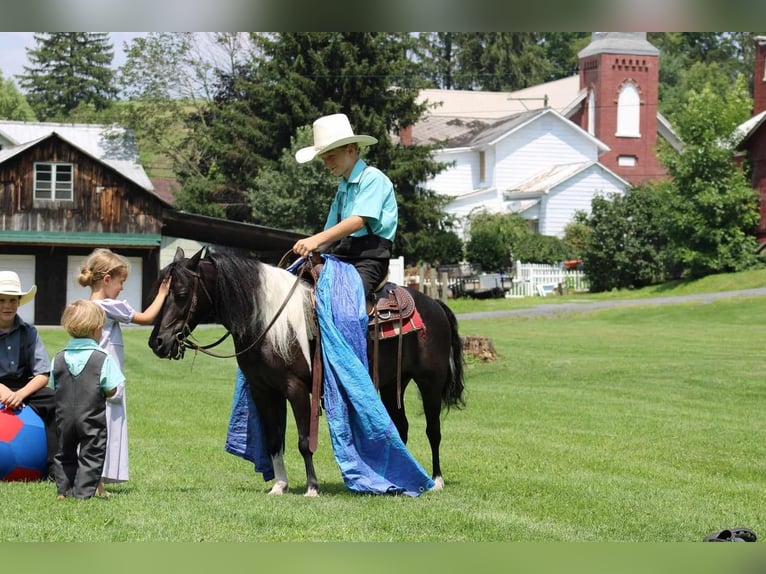 Fler ponnyer/små hästar Valack 11 år 112 cm Svart in Allenwood, PA