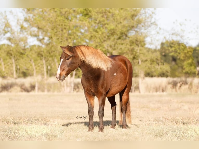Fler ponnyer/små hästar Valack 11 år 114 cm in Ravenna, TX