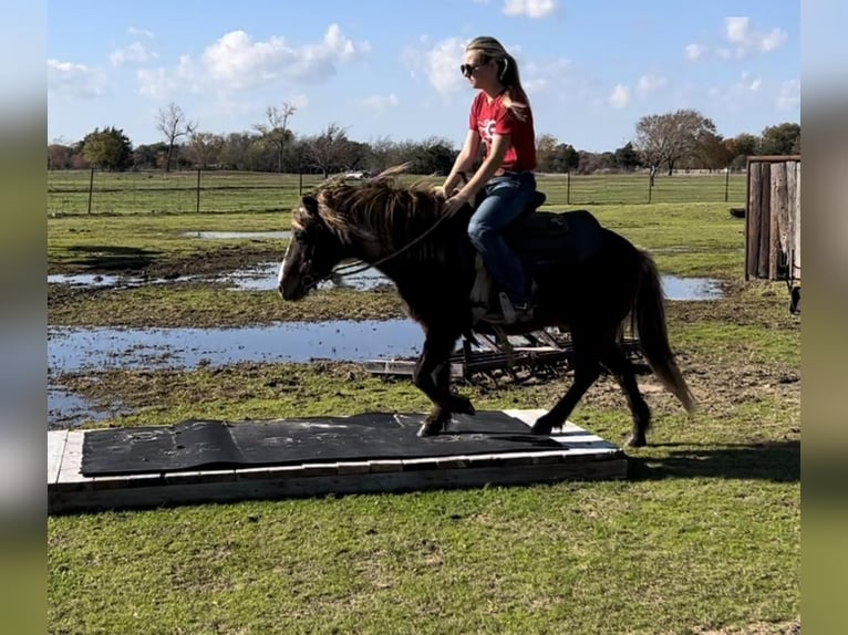 Fler ponnyer/små hästar Valack 11 år 114 cm in Ravenna, TX