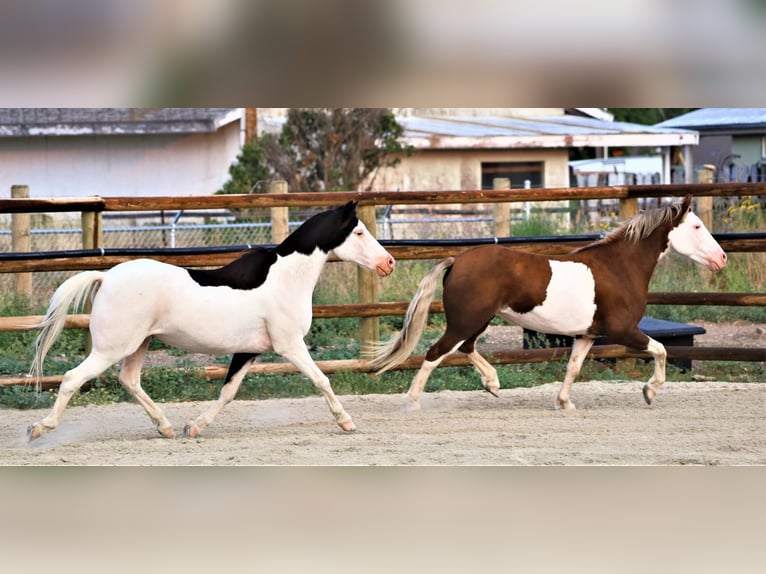 Fler ponnyer/små hästar Valack 11 år 117 cm in Hamilton, MT