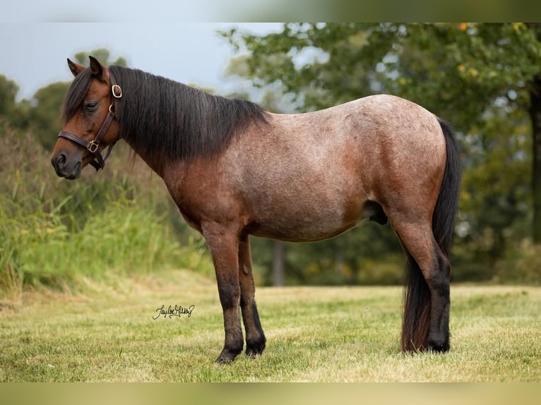 Fler ponnyer/små hästar Valack 11 år 122 cm Brunskimmel in Princeton