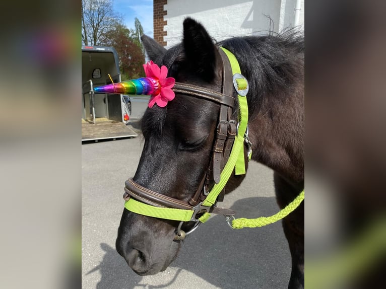 Fler ponnyer/små hästar Valack 11 år 122 cm Svart in Kalletal