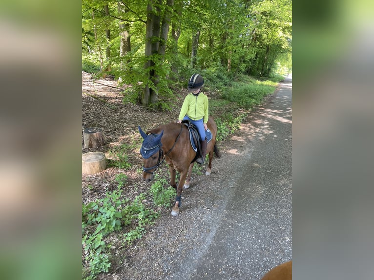 Fler ponnyer/små hästar Valack 11 år 135 cm fux in Gau-Algesheim