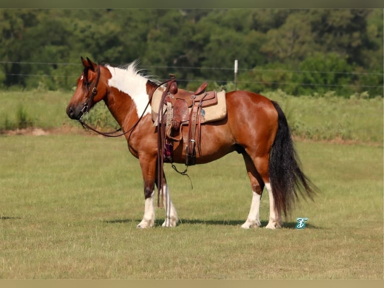 Fler ponnyer/små hästar Valack 11 år 140 cm Brun in Carthage, TX