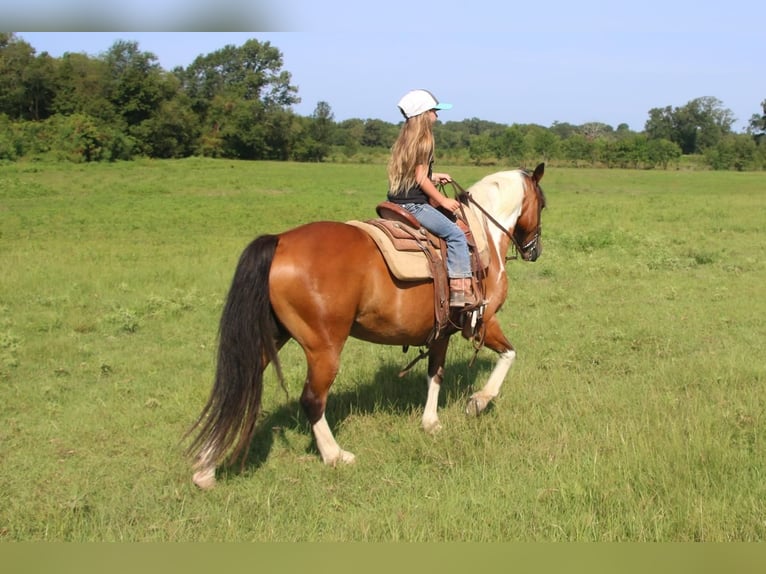 Fler ponnyer/små hästar Valack 11 år 140 cm Brun in Carthage, TX