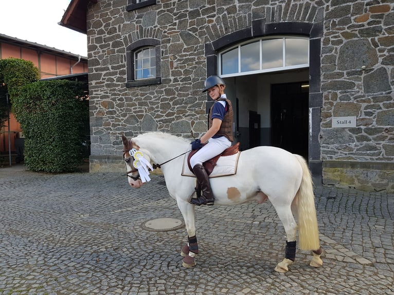 Fler ponnyer/små hästar Valack 11 år 144 cm Pinto in Rosdorf