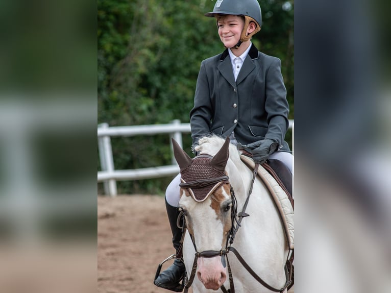 Fler ponnyer/små hästar Valack 11 år 144 cm Pinto in Rosdorf