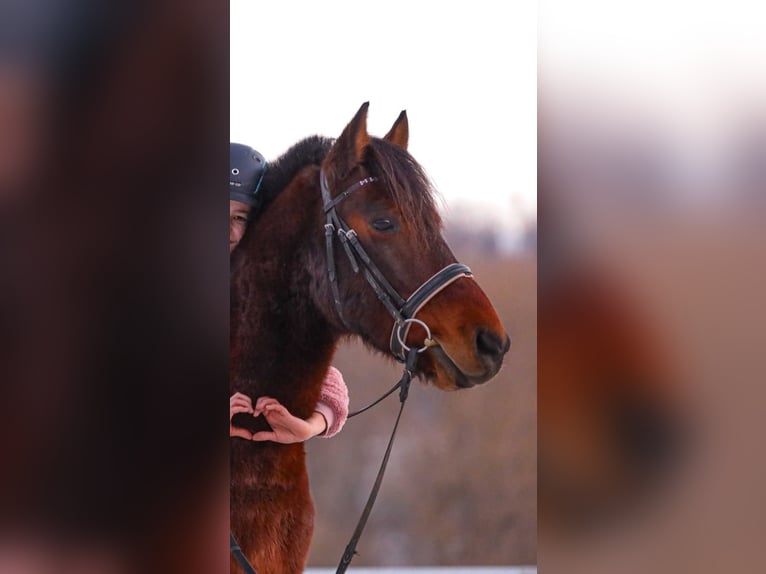 Fler ponnyer/små hästar Blandning Valack 11 år 145 cm Brun in Krautheim