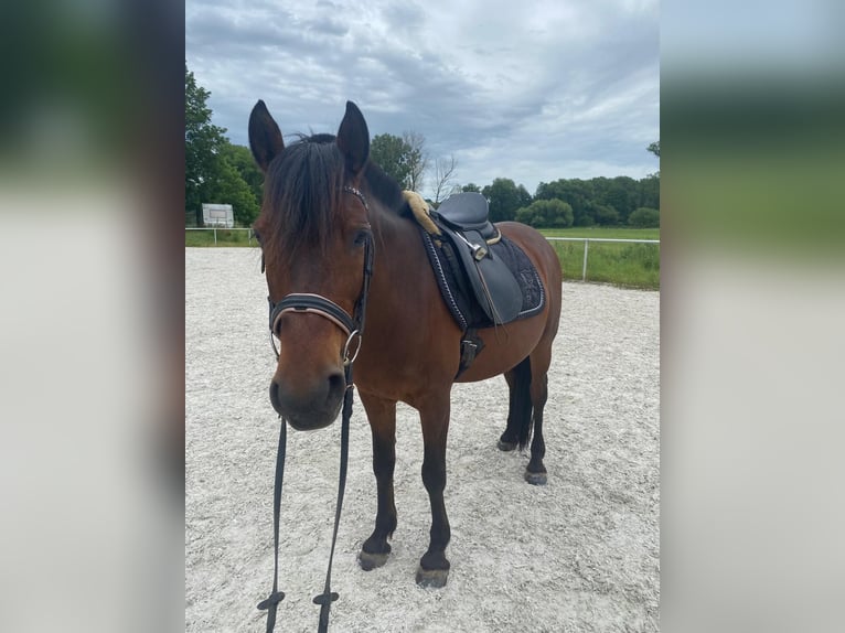 Fler ponnyer/små hästar Blandning Valack 11 år 145 cm Brun in Krautheim