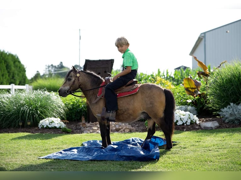 Fler ponnyer/små hästar Valack 11 år 91 cm Gulbrun in Rebersburg, PA