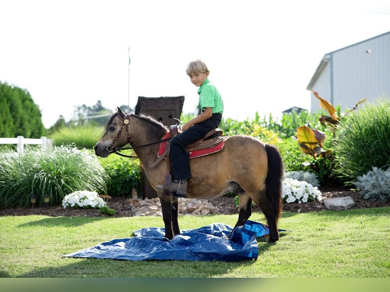 Fler ponnyer/små hästar Valack 11 år 91 cm Gulbrun in Rebersburg, PA
