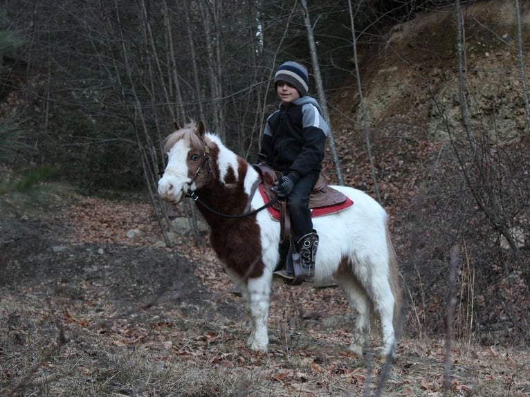 Fler ponnyer/små hästar Valack 11 år 91 cm Pinto in Rebersburg, PA