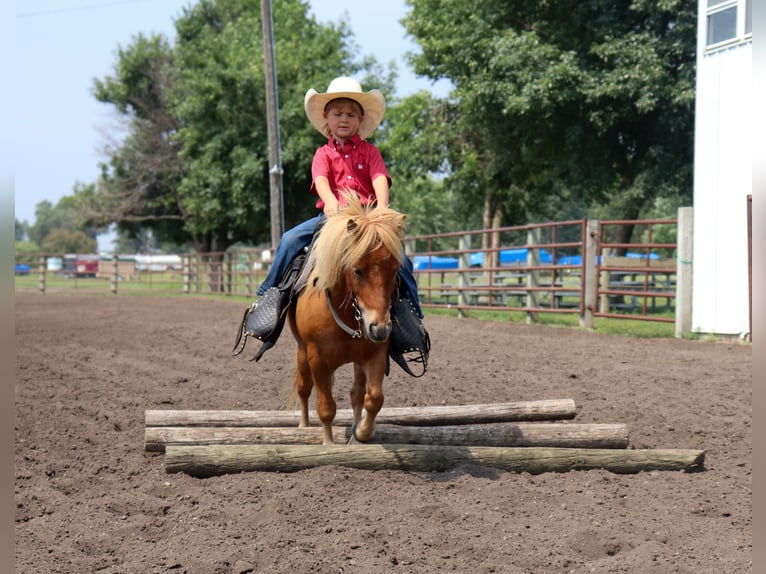 Fler ponnyer/små hästar Valack 11 år 97 cm Fux med ål in Fergus Falls