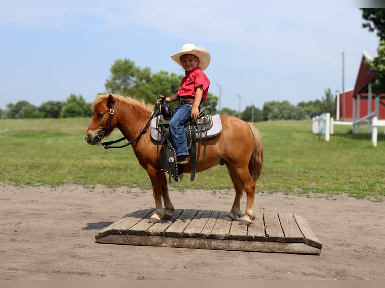 Fler ponnyer/små hästar Valack 11 år 97 cm Fux med ål in Fergus Falls