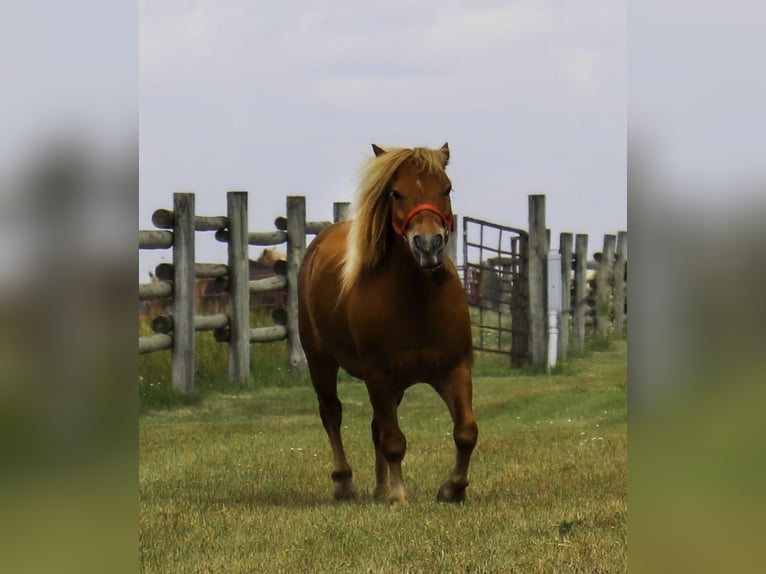 Fler ponnyer/små hästar Valack 11 år 97 cm Fux med ål in Fergus Falls