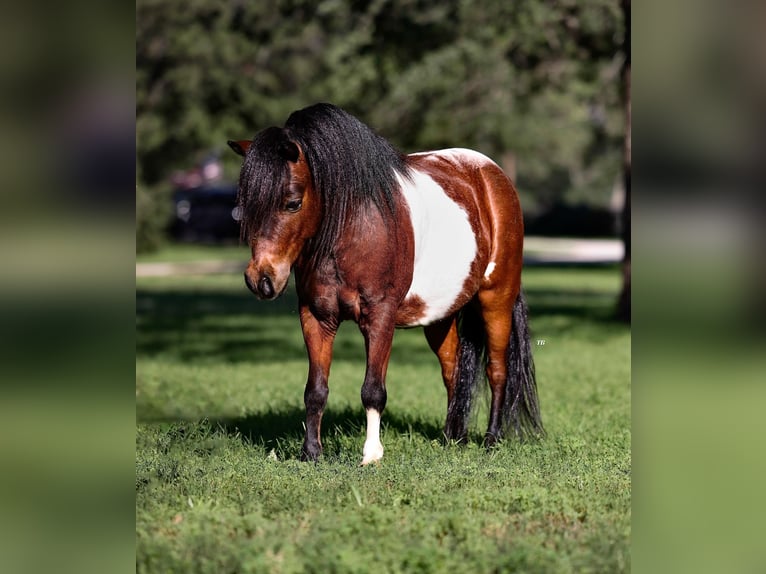 Fler ponnyer/små hästar Valack 11 år 98 cm Brun in Lipan