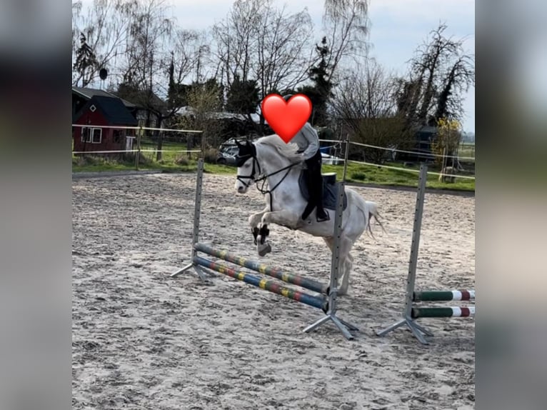 Fler ponnyer/små hästar Valack 12 år 142 cm Cremello in Elze